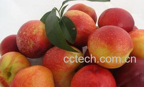 油桃热量高吗 -0