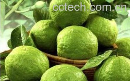 番石榴皮能吃吗-0