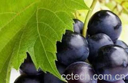 葡萄是酸性还是碱性-0