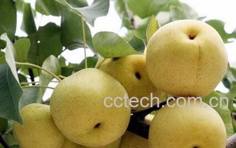 果蔬百科京白梨的功效与作用-0