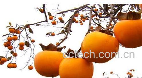 果蔬百科柿子-0