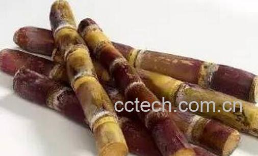 果蔬百科吃甘蔗会上火吗-0