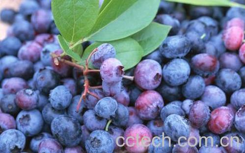果蔬百科蓝莓怎么清洗最干净-0