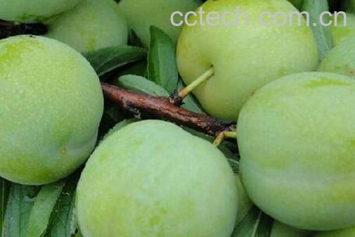 果蔬百科青李子的功效与作用-0