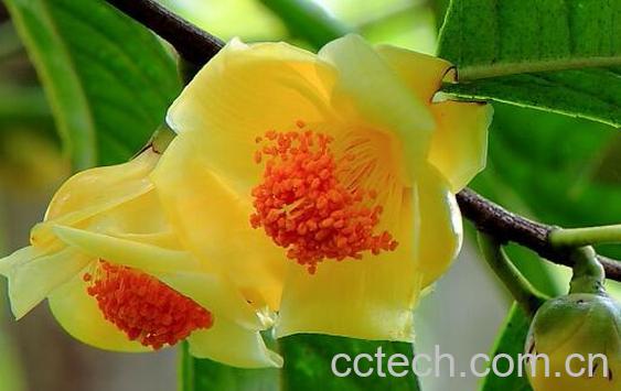 果蔬百科金花茶的养殖方法-0