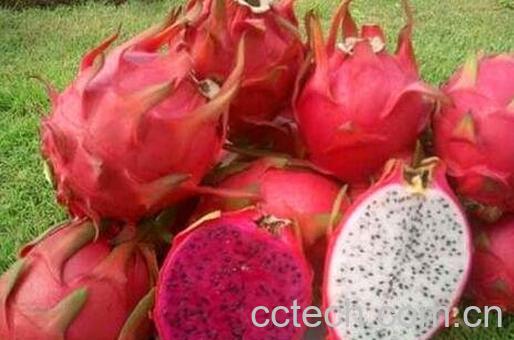 火龙果皮能吃吗 火龙果皮怎么吃-0