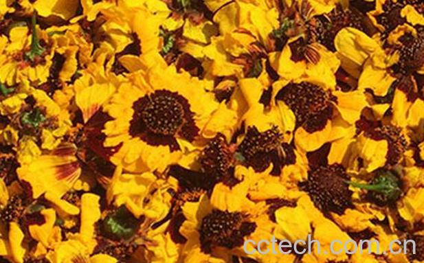 果蔬百科雪菊的功效与禁忌-0