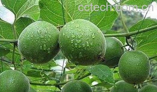 果蔬百科罗汉果的作用与副作用-0