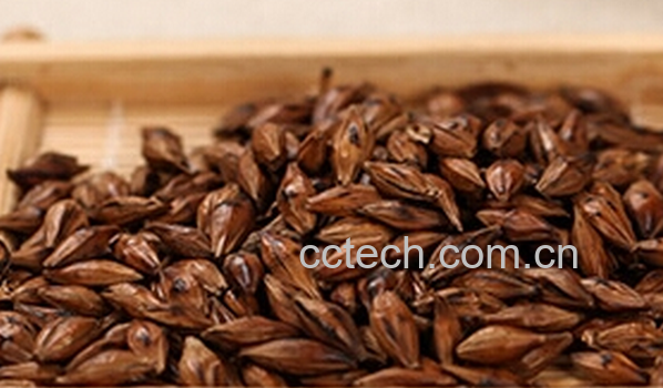 果蔬百科大麦茶的功效与泡法-0