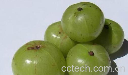 果蔬百科余甘果的功效与作用-0