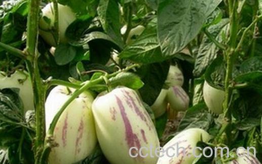 果蔬百科人参果皮能吃吗 -0