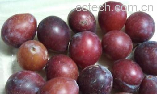 果蔬百科 西梅的营养价值与功效-0