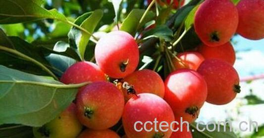 果蔬百科海棠果的营养价值-0