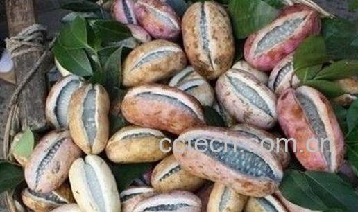 果蔬百科野香蕉的功效与作用-0