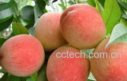 果蔬百科孕妇能吃桃子吗 孕吃桃子的禁忌-0