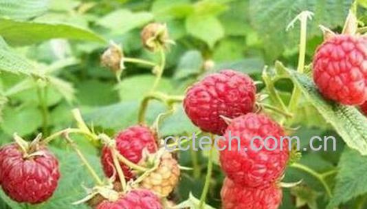 果蔬百科覆盆子的药用功效与作用-0