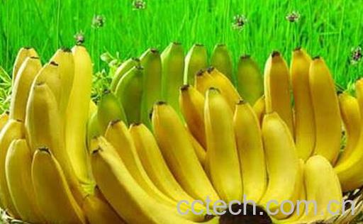 果蔬百科经常吃香蕉的好处有哪些-0