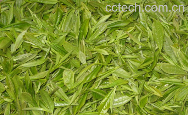 果蔬百科绿茶冲泡的注意事项-0