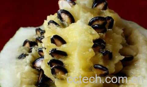 果蔬百科籽瓜的食用禁忌与注意事项-0