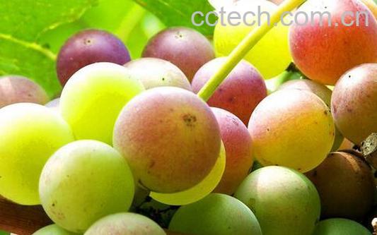 果蔬百科吃葡萄会发胖吗-0