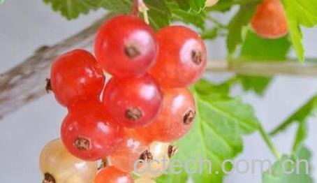 果蔬百科吃醋栗的好处与坏处-0