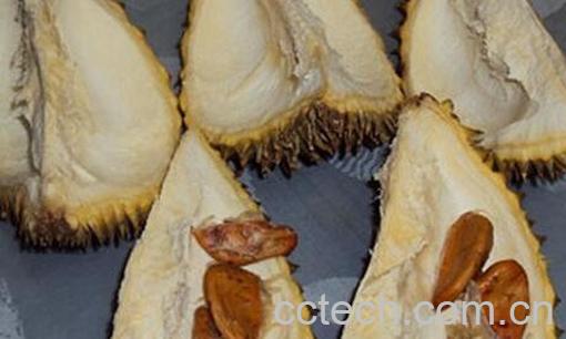 果蔬百科榴莲核能吃吗-0