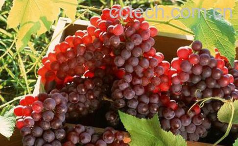 果蔬百科吃葡萄的好处与坏处-0