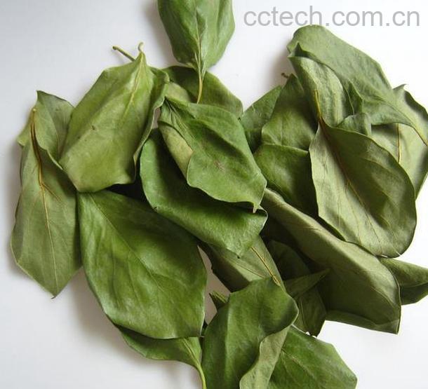 果蔬百科柿子叶茶图片 柿子叶茶的功效与作用-0