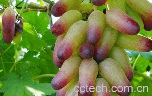 果蔬百科美人指的营养价值-0