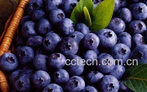 果蔬百科野生蓝莓的功效与作用-0