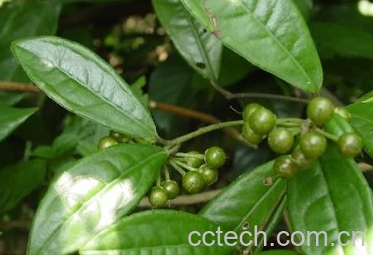 果蔬百科矮地茶的功效与作用-0