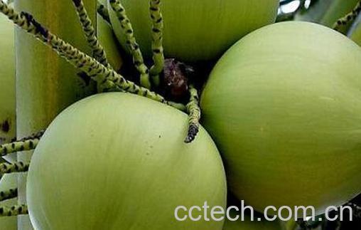 果蔬百科椰青的功效与作用-0