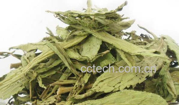 果蔬百科甜菊叶茶的泡法与功效-0