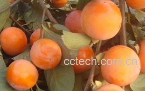 果蔬百科 吃柿子的禁忌与注意事项-0