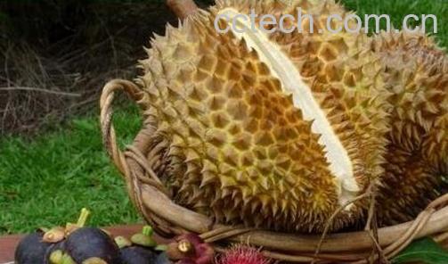 果蔬百科小孩能吃榴莲吗-0