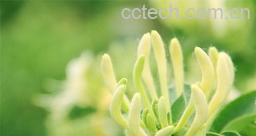 果蔬百科金银花功效与副作用-0