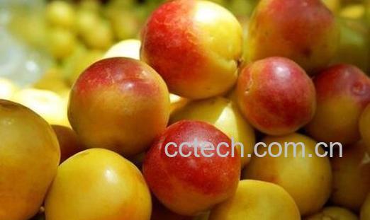 果蔬百科孕妇能吃杏吗-0