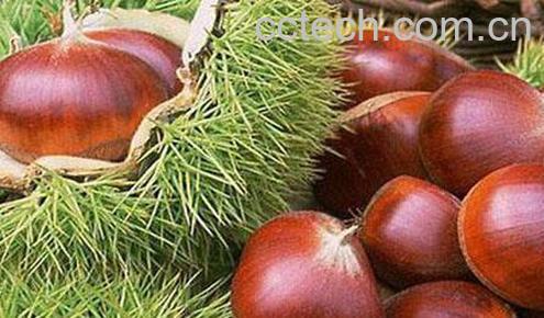 果蔬百科板栗的药用价值与用法-0