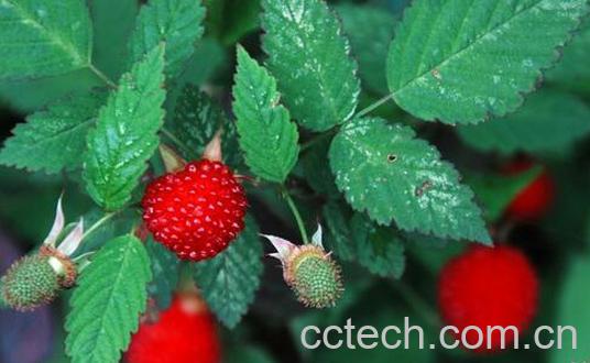 果蔬百科野草莓能吃吗-0