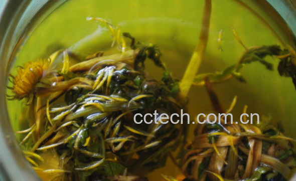 果蔬百科蒲公英茶的功效与作用-0