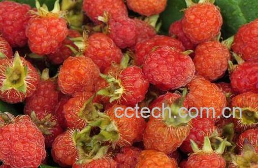 果蔬百科野草莓的营养价值-0