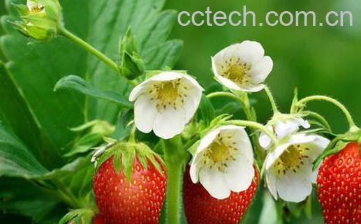 果蔬百科草莓的食疗功效与用法-0