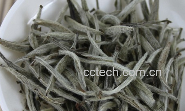 果蔬百科白茶的功效作用与禁忌-0