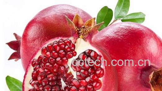 果蔬百科石榴的药用价值-0