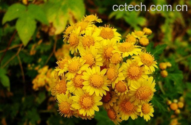 果蔬百科山菊花的功效有哪些 山菊花食用方法-0