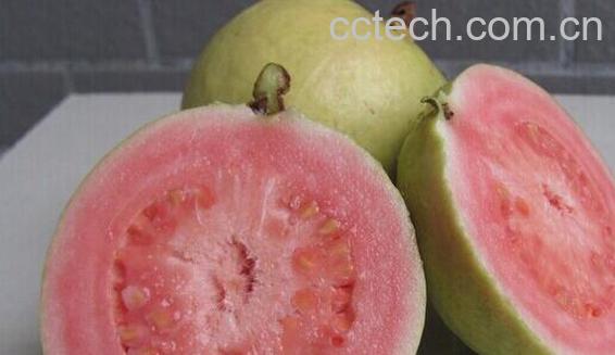 果蔬百科吃番石榴的好处与坏处-0