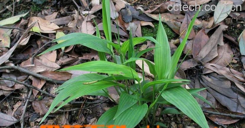 果蔬百科淡竹叶图片 淡竹叶的功效与作用-0