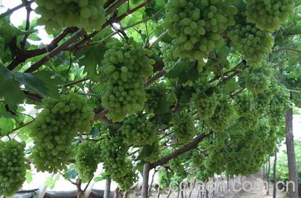 果蔬百科葡萄树什么时候剪枝-0