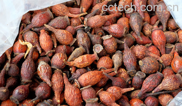 果蔬百科金樱子的药用价值与功效-0