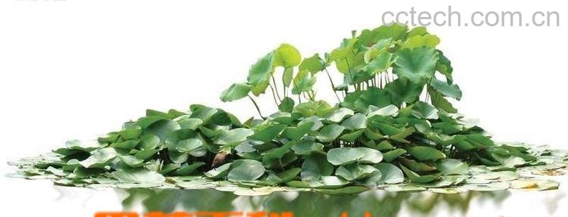 果蔬百科荷叶的功效与作用 荷叶食用禁忌-0